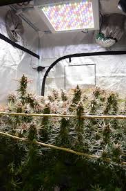 Check spelling or type a new query. Phytomax 2 600 Led Lights For Growing Growing Plants With Led Black Dog Led