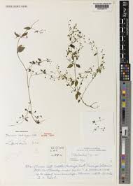 Image result for Oldenlandia angolensis