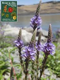 Image result for Verbenaceae