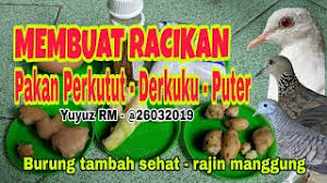 Burung puter putih biasanya memiliki selera makan yang lebih irit dibanding burung puter biasa.kedua, kelebatan bulu puter putih lebih ba. Membuat Racikan Sendiri Pakan Derkuku Puter Perkutut Youtube