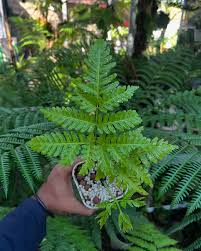 Image result for Pteris tripartita