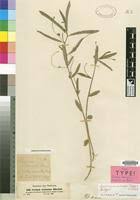 Image result for Caperonia fistulosa