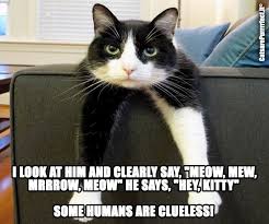 Yep Some Hoomans Truly Are Clueless Cute Cat Memes Funny Cat Pictures Cat Memes