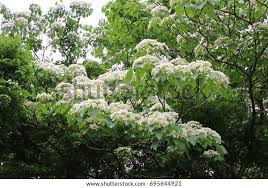 Image result for Vernicia