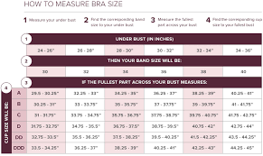 54 Special Front View Breast Size Chart How To Draw