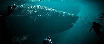 3000+ free animated gifs.for work. Blues All On The Ocean Blues All In The Air Megalodon Is Considered To Be The Largest Shark