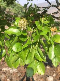 Image result for Brachystegia spiciformis