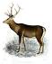 Image of What is the state animal of Jammu and Kashmir?