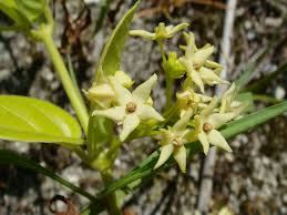 Image result for Vincetoxicum monticola