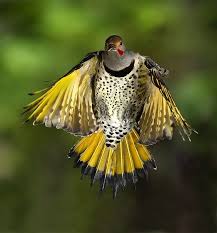 Maybe you would like to learn more about one of these? Northern Flickers Red Shafted Yellow Shafted Whatever Lee S Birdwatching Adventures Plus