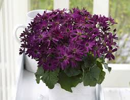 Image result for Pericallis