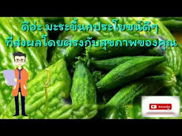 มะระข นกประโยชน ด ๆพร อมสรรพค ณสม นไพรท ข นอย ข างร วบ านค ณเอง อ ดมด วยค ณค าทางอาหาร youtube