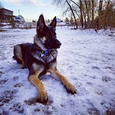 We have had our dogs tested by embark for their breed and health. King Shepherd Hybrid Dog Breed Pictures Characteristics Facts