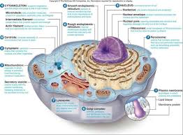 Here, we'll look at the extracellular matrix of animal cells and the cell wall of plant cells, as well as the junctions that hold cells together. What Are The Characteristics Of Lysosomes Quora