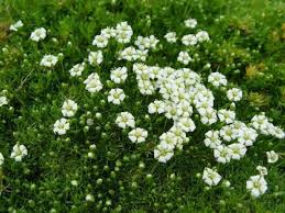 Pflasterfugen Begrunen Top 10 Pflanzen Die Dafur Perfekt Sind Garten Bepflanzen Garten Pflaster Gartengestaltung