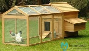 Telur ayam kate bisa dimakan. Panduan Cara Merawat Ayam Kate Yang Benar Untuk Pemula Trikmerawat Com