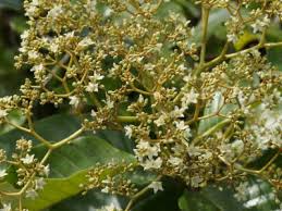 Image result for Harungana madagascariensis