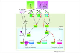 Check spelling or type a new query. Cytokinins And Plant Immunity Old Foes Or New Friends Trends In Plant Science
