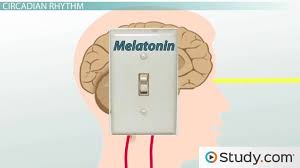 Pineal Gland Functions Melatonin Circadian Rhythm