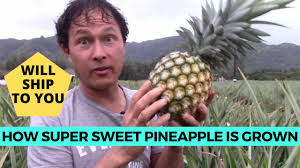 What kind of pineapple is white with no spines? How The Super Sweet White Sugarloaf Creamy Pineapple Is Grown In Hawaii Youtube