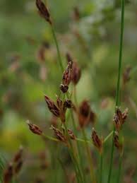 Image result for Bulbostylis