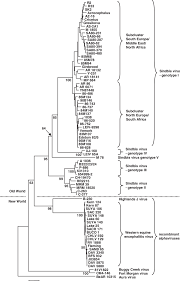 Phylogenetic tree showing the genetic relationships of SIN virus,... |  Download Scientific Diagram