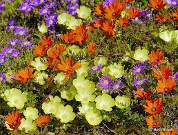 Pin On Namaqualand In Spring