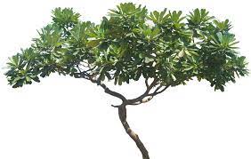 A Collection Of Tropical And Subtropical Plant Images With Transparent Background Plumeria Tree Tree Photoshop Tropical Plants