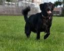 The Black Golden Retriever - Is It Just A Myth?