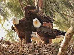 Golden eagle, bonelli's eagle, tawny eagle. Birds Of Prey And Nesting Territories Birdnote