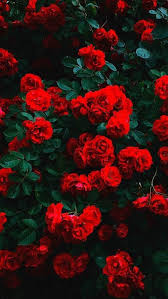 Wallpaper Iphone Flower Iphone Wallpaper Red Roses Wallpaper Rose Wallpaper