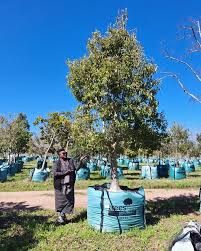 Image result for Ilex mitis