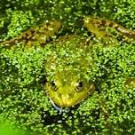 Frog Walk