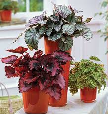 You might like to keep your begonia in the bathroom or kitchen where there's likely to be more moisture in the air. Find The Right Begonia For You Finegardening