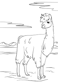 Print llama coloring page (color). Llama Coloring Pages 100 Printable Coloring Pages