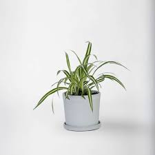 Image result for Chlorophytum angustissimum