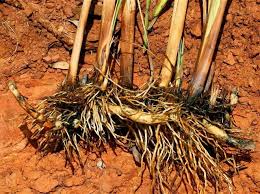 Image result for Typha