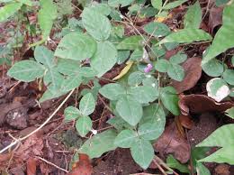 Image result for Teramnus repens