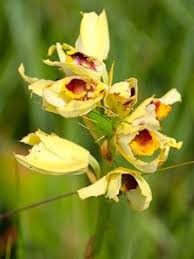 Image result for Orthochilus euanthus