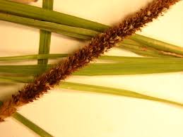 Image result for Setaria sphacelata