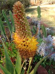 Image result for Aloe tauri