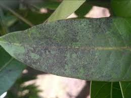 Image result for sooty mould