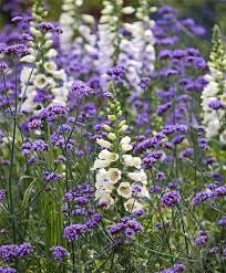 Verbena Bonariensis Commonly Known As Purpletop Vervain It Is An Outstanding Tall Structural Garden Variety Each Plant Verbena Purple Flowers Annual Flowers