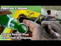Umpan Jitu Galatama Lele Media Cacing Sawah Plus 2 Sesi Prestasi Youtube