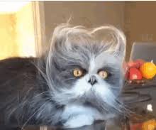 Let's face it, cats are the unofficial mascots of the internet. Funny Cat Gifs Tenor