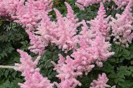 We did not find results for: Top 5 Tried And True Perennial Plants For The Shade Garden Strange S Florists Greenhouses And Garden Centers Richmond Va