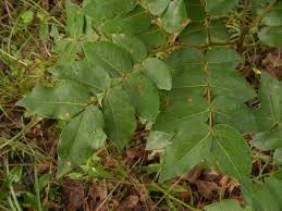 Image result for Brachystegia