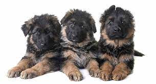 8 Week Old German Shepherd Dog Facts And Puppy Routines