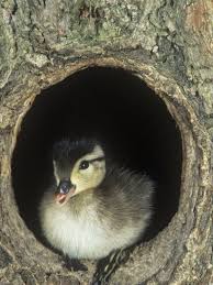 Baby Wood Duck Aix Sponsa Peering From Its Nest Hole In A Tree North America Photographic Print Joe Mcdonald Allposters Com Wood Ducks Animals Cute Animals
