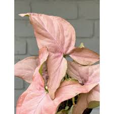 Image result for Syngonium podophyllum